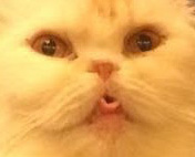 Cat Small